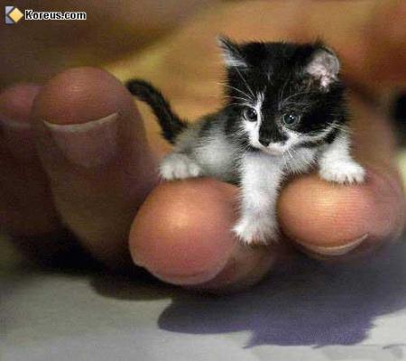 miaou 